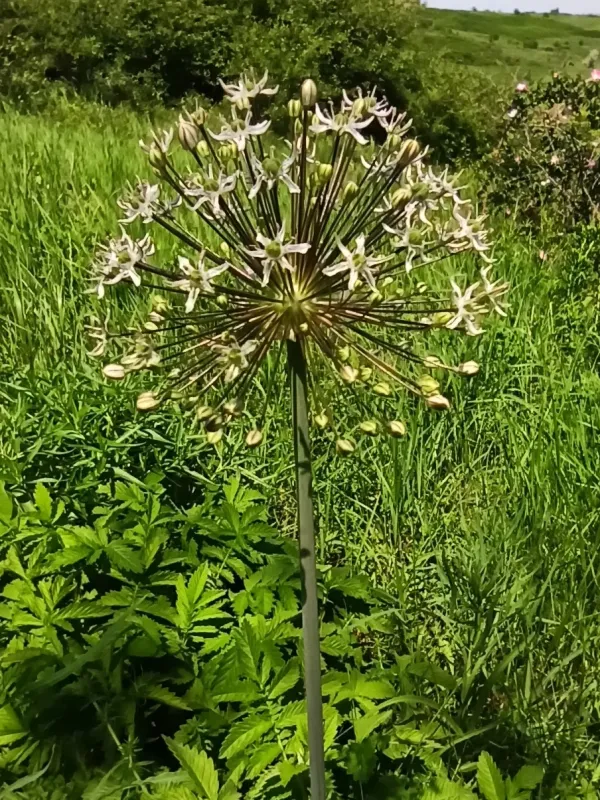 Allium decipiens