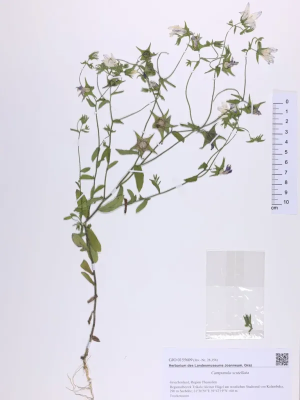 Shield bellflower
