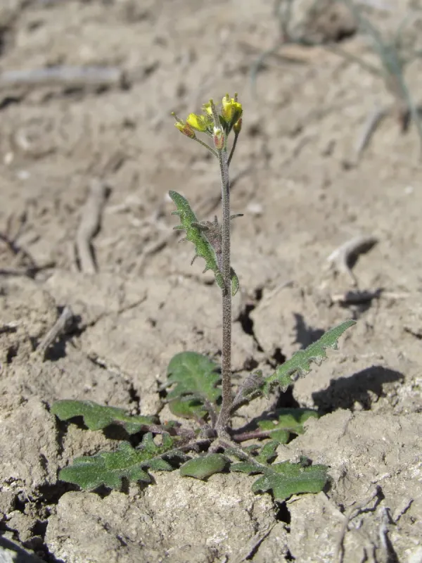 Arabidopsis pumila