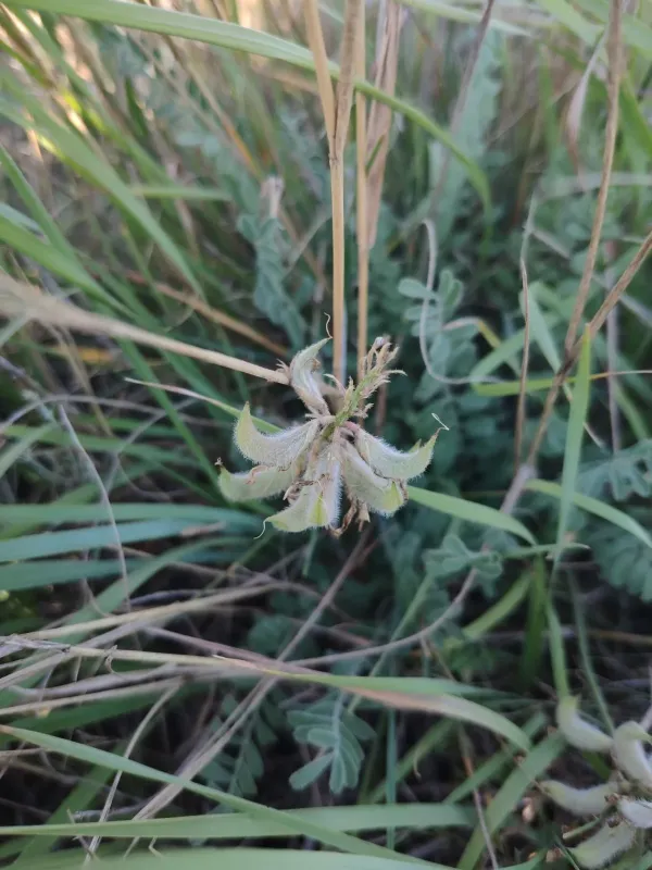 Astragalus concavus
