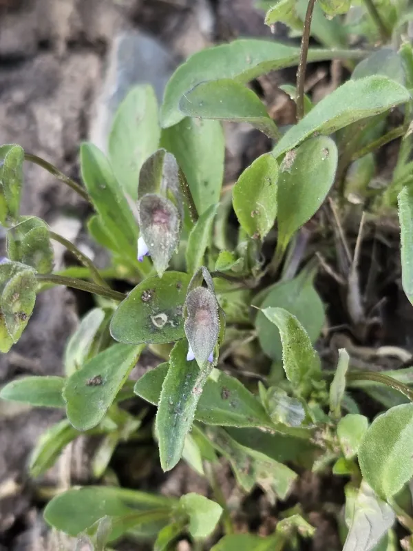 Viola occulta