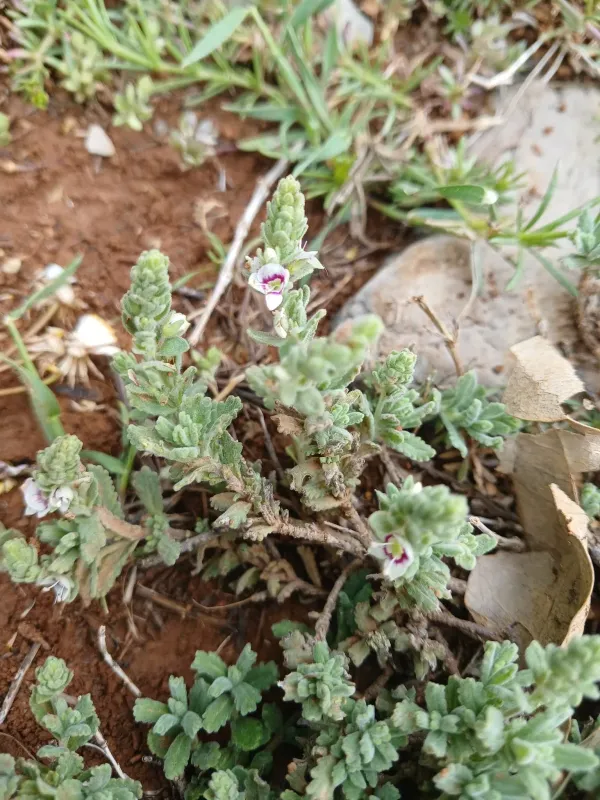Veronica polifolia