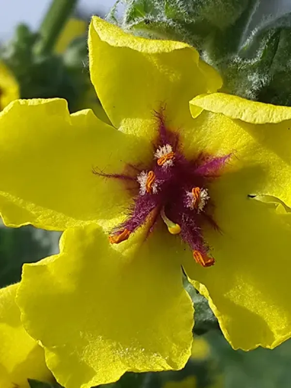 Galilean mullein