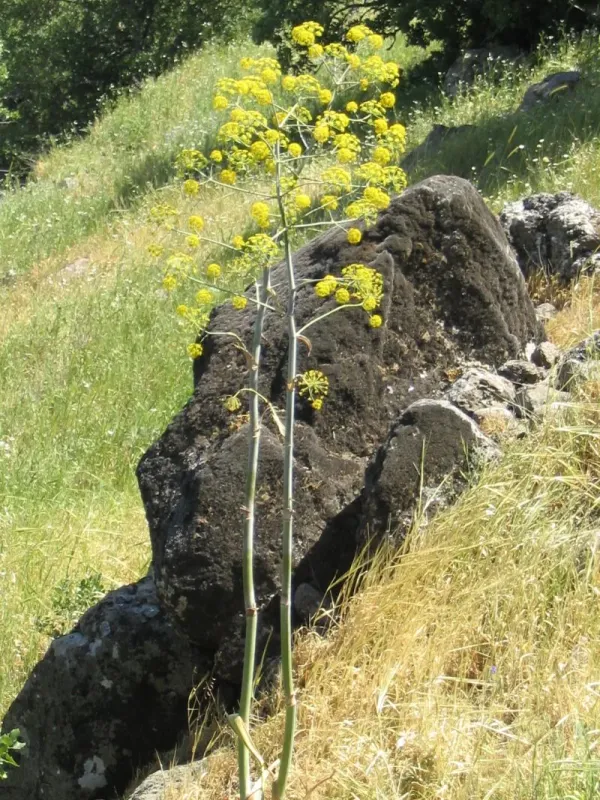 Eriosynaphe