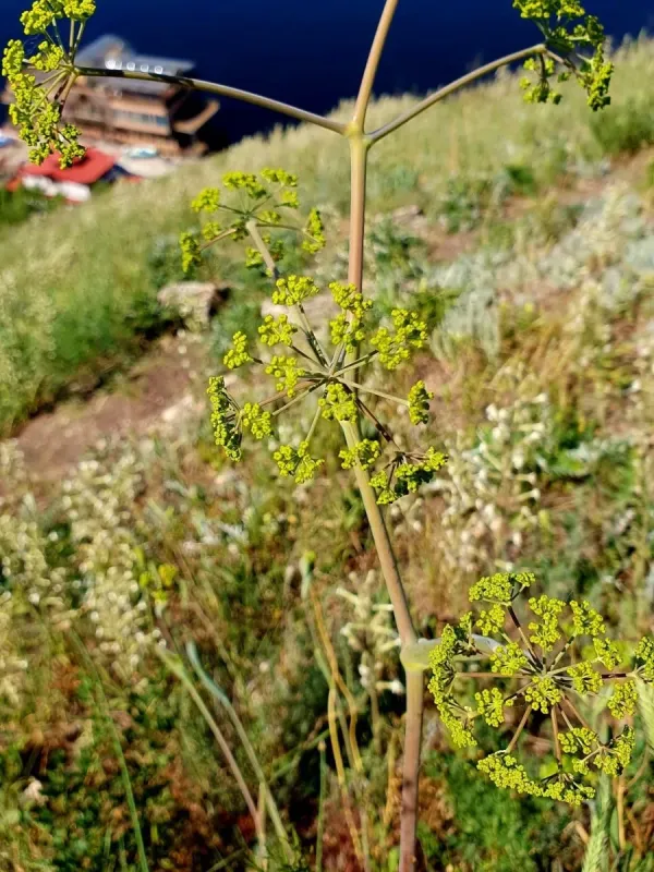 Tatar asafoetida