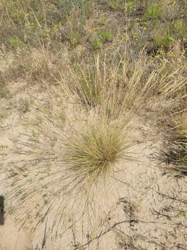 Becker's fescue