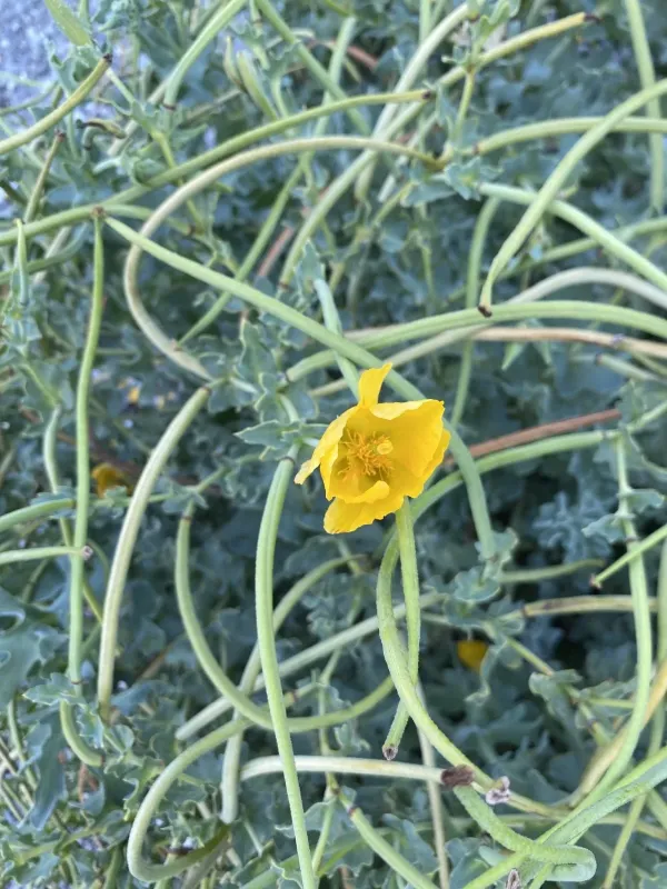 Yellow hornpoppy