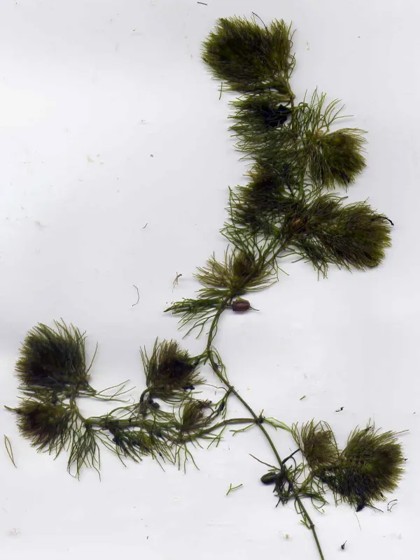 Tanais hornwort