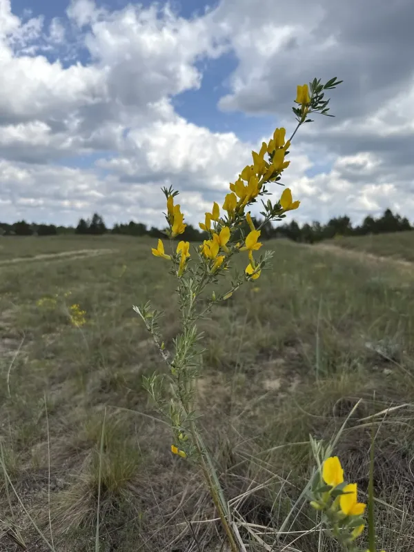 Borysthenian broom
