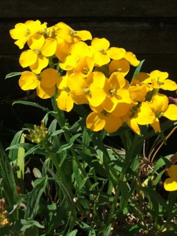 Erysimum quadrangulum