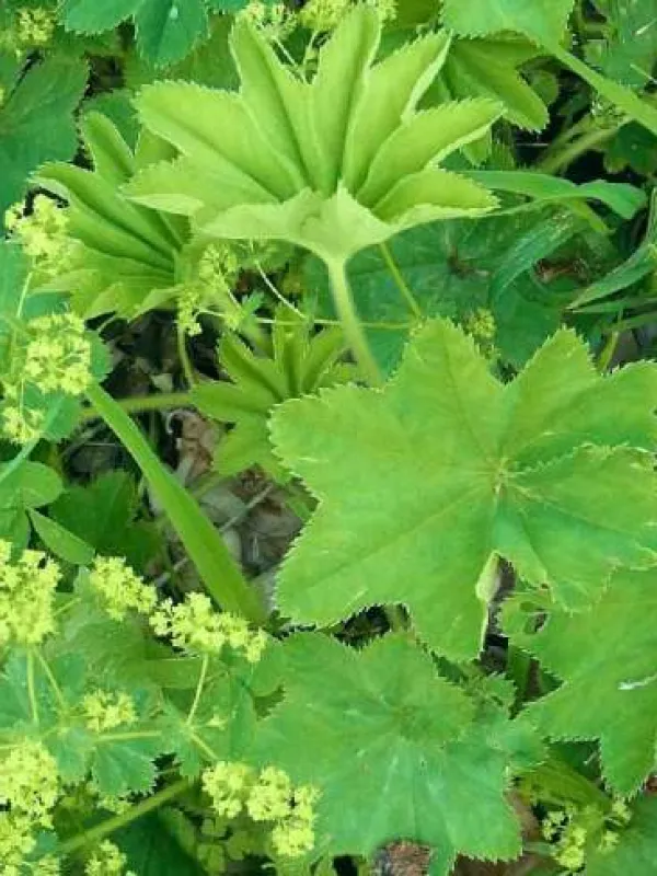 Carniolan lady's mantle