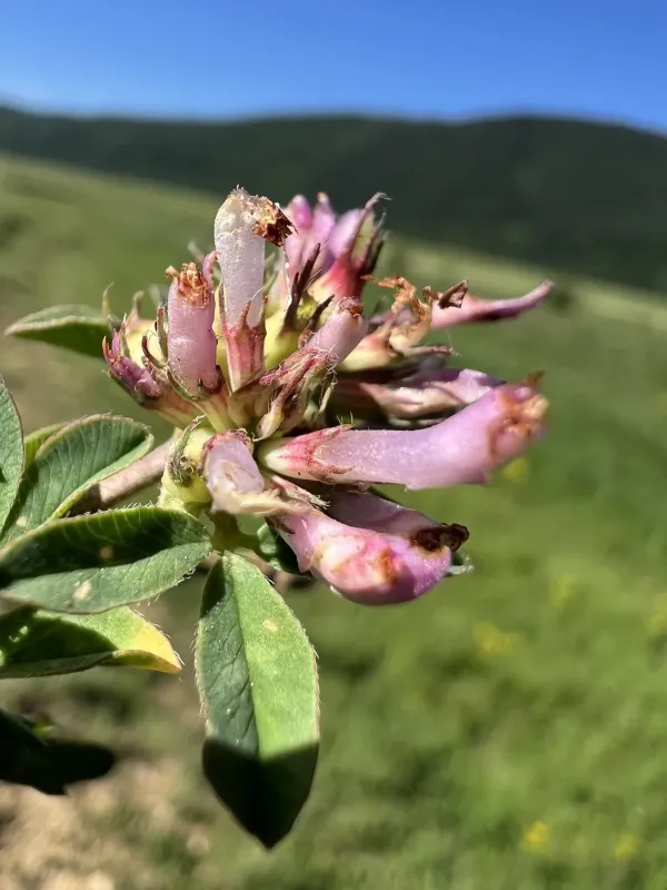 Velebit clover