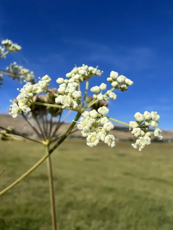 Peucedanum coriaceum