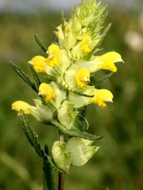 Rhinanthus pampaninii