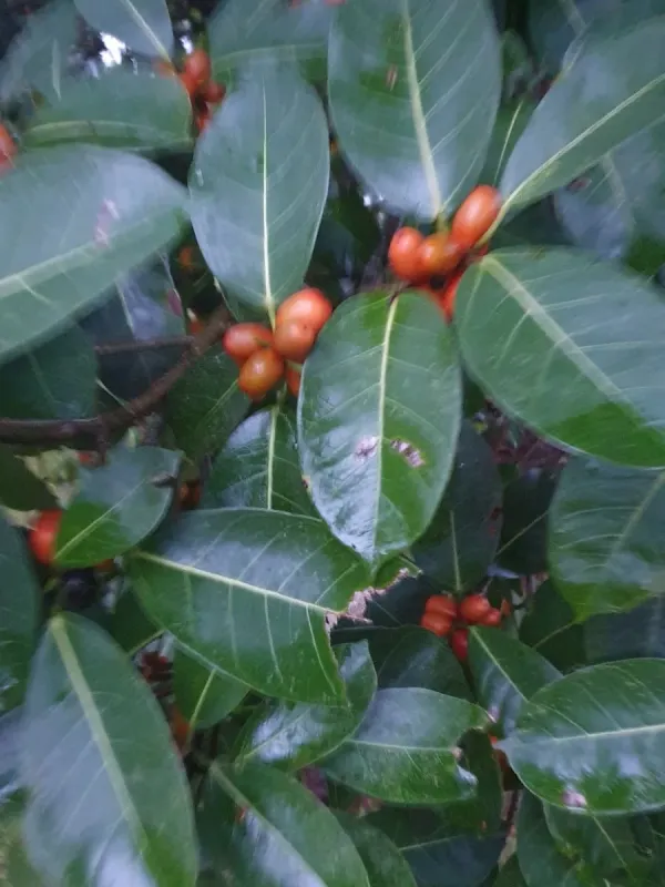 Ficus drupacea