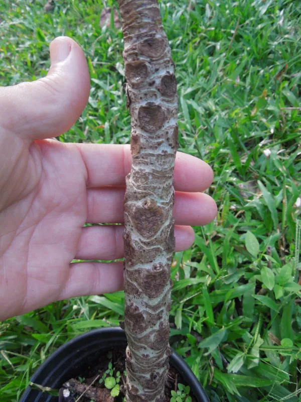 Ficus pseudopalma