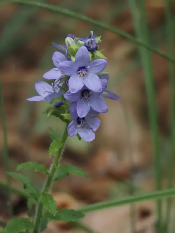 Wandering bellflower