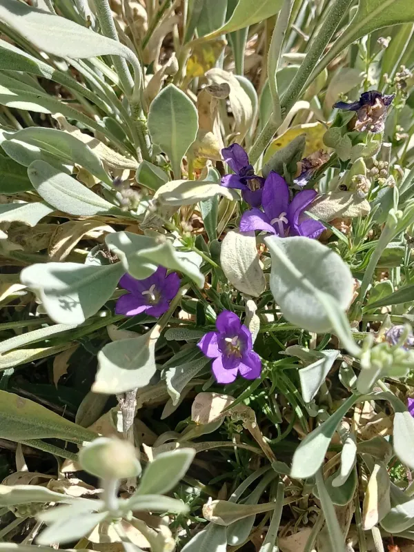 Campanula stricta