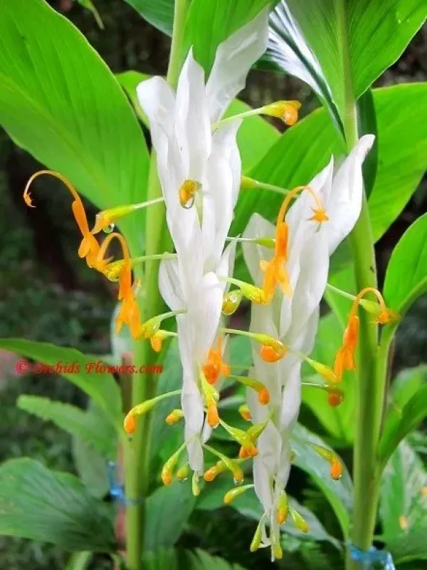 Globba winitii