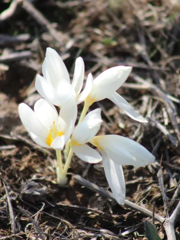 Cream Crocus