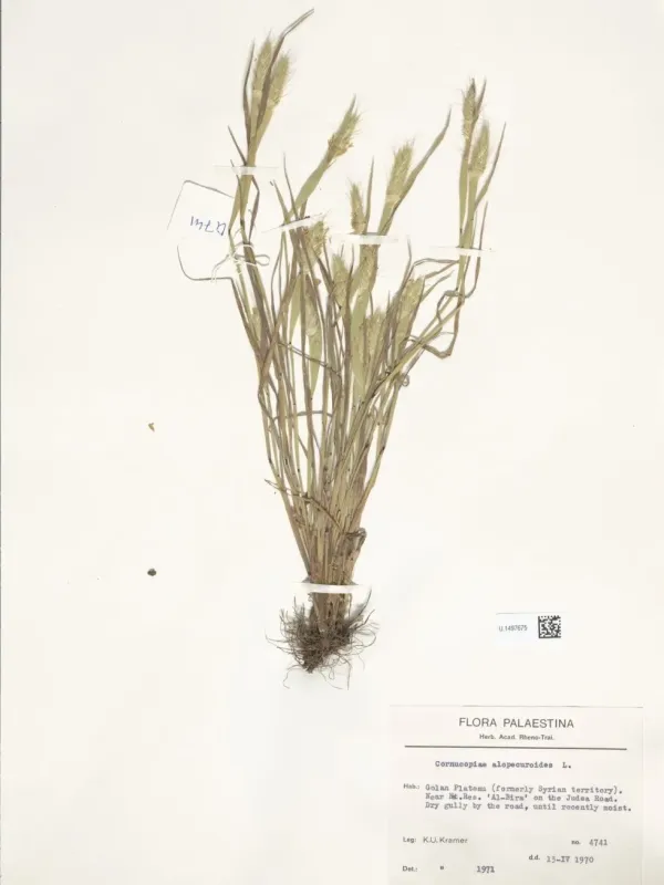 Cornucopiae alopecuroides