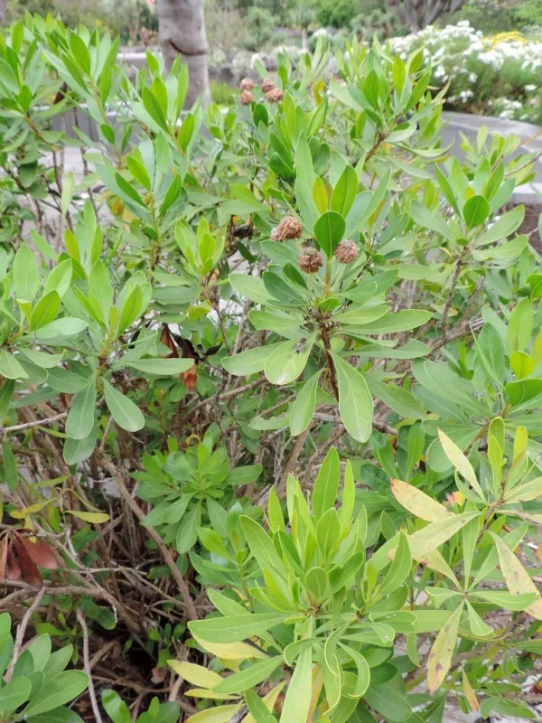 Globularia sarcophylla
