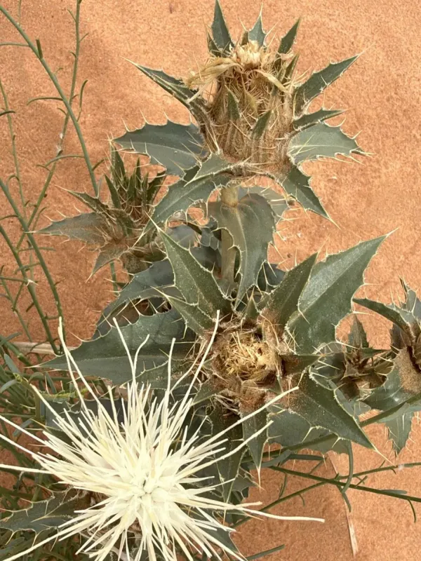 Carthamus eriocephalus