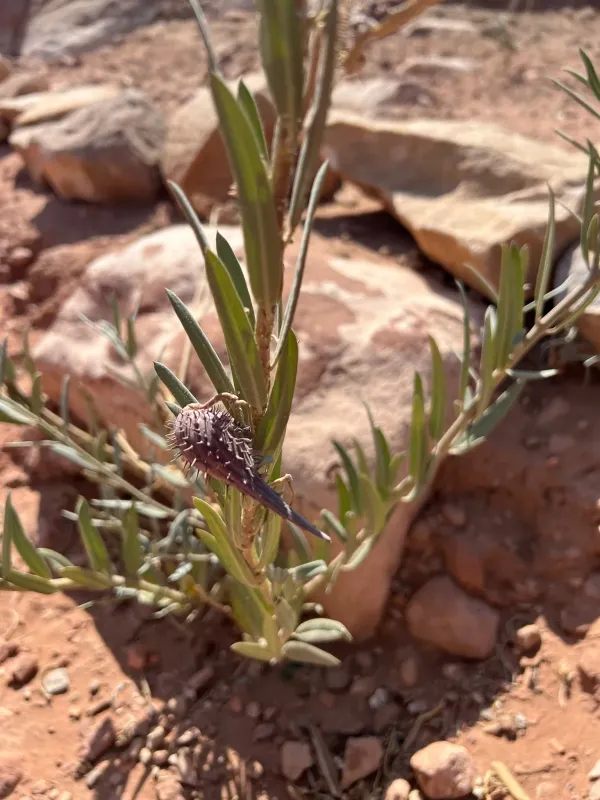 Gomphocarpus sinaicus