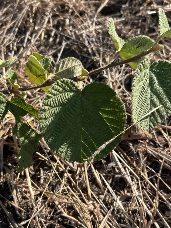 Grewia villosa