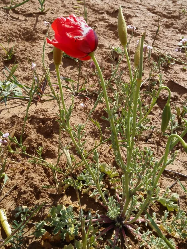 Glaucium grandiflorum