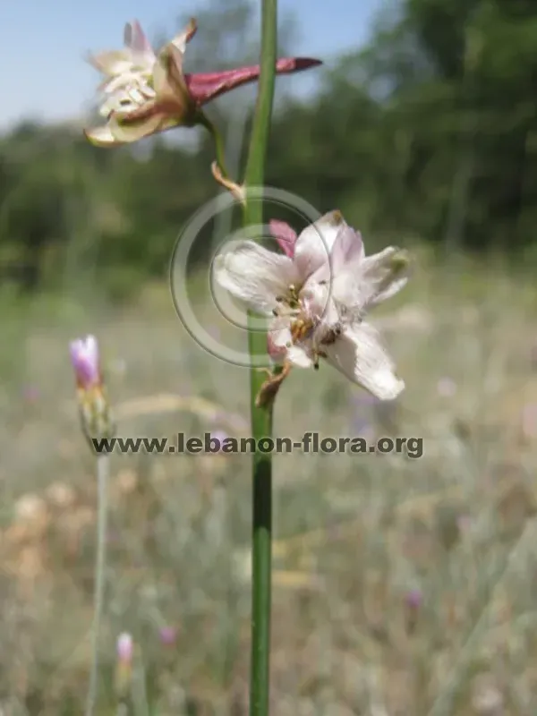 Delphinium ithaburense