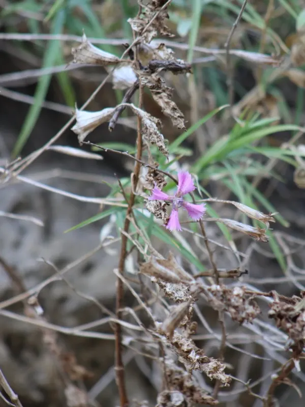 Dianthus pendulus
