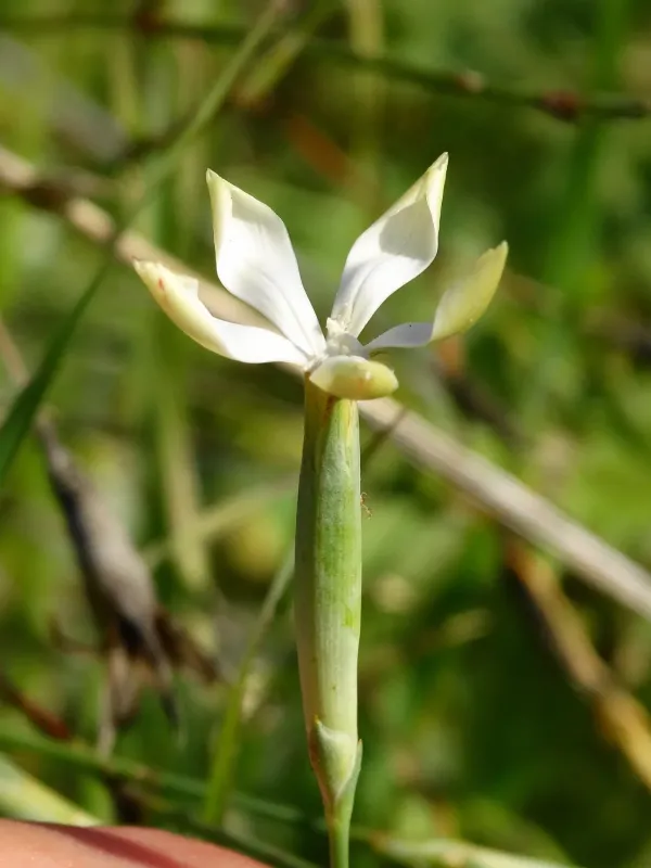 Dianthus monadelphus