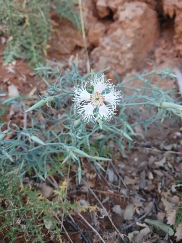 Lebanon carnation