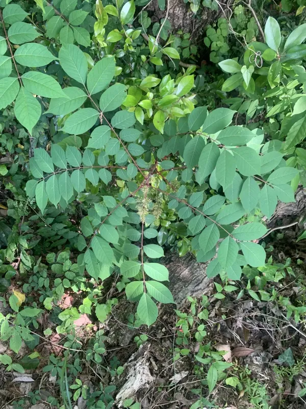 Toxicodendron trichocarpum