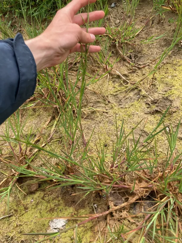 Floating sweet-grass
