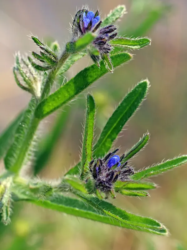 Heterocaryum szovitsianum
