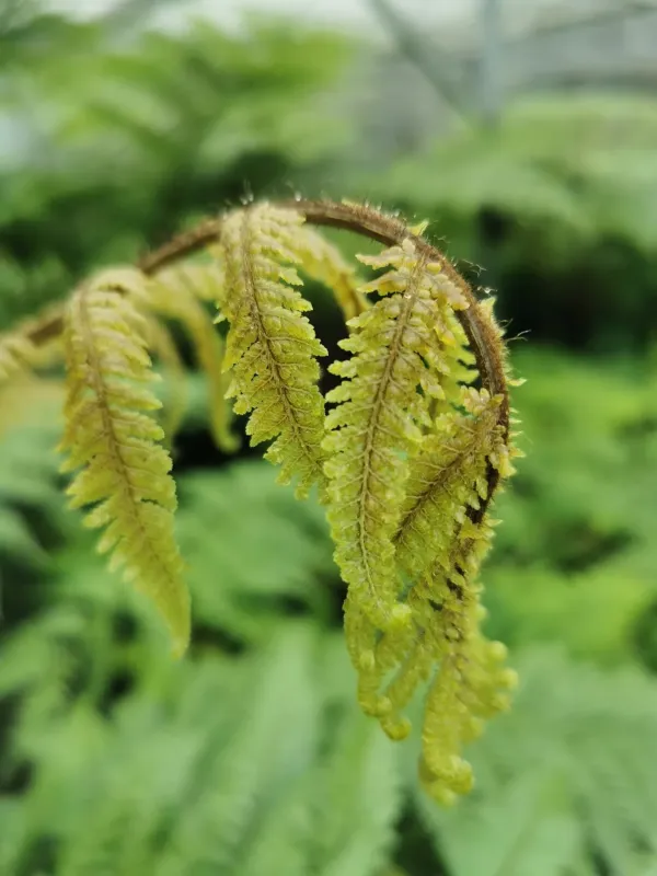 Cystodium sorbifolium