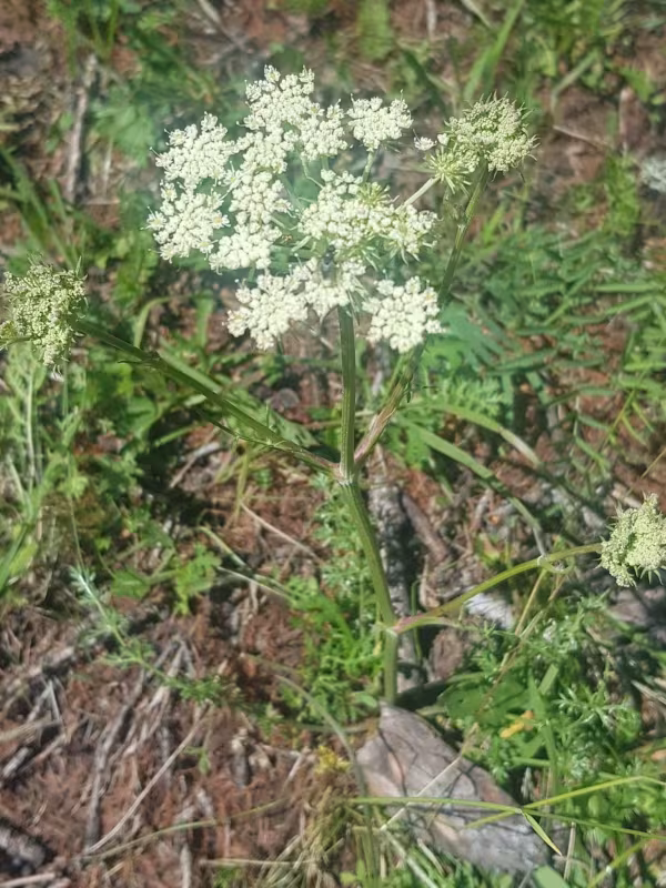 Cnidium dauricum