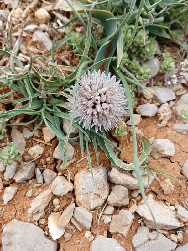Lebanese onion