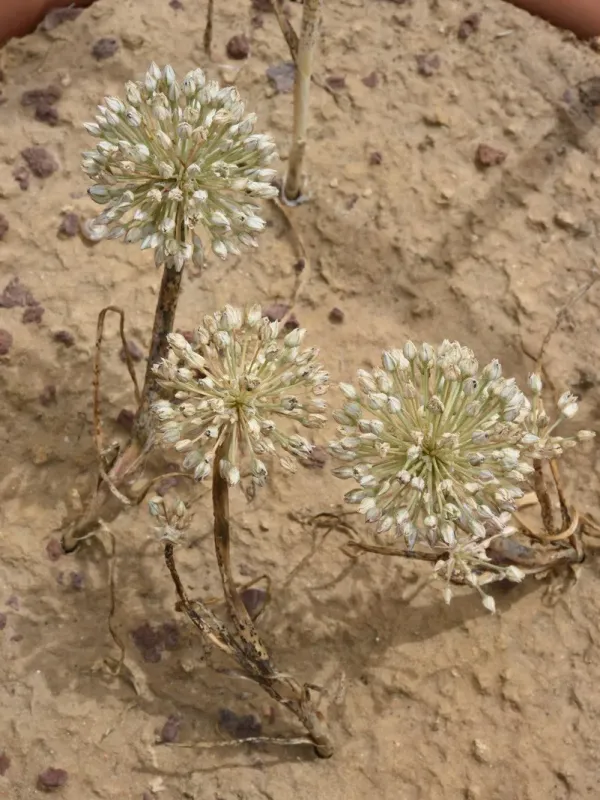 Sinai onion