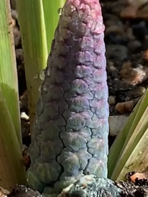 Bellevalia mosheovii