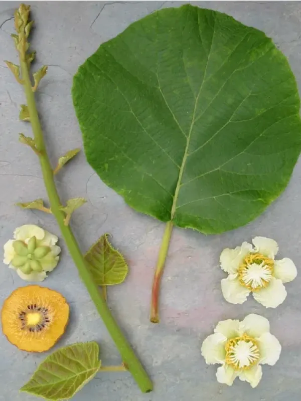 Golden-flowered actinidia
