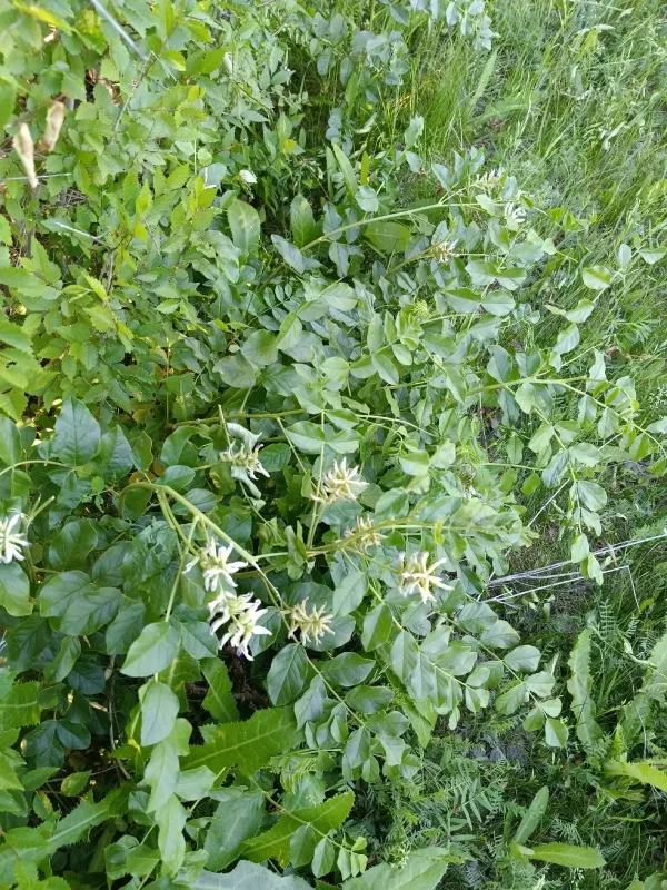 Glycyrrhiza uralensis