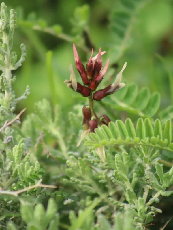 Palestinian milkvetch