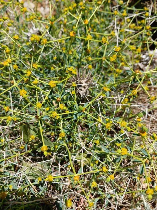 Euphorbia erinacea