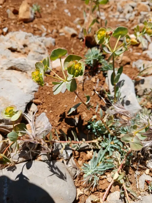 Euphorbia antilibanotica
