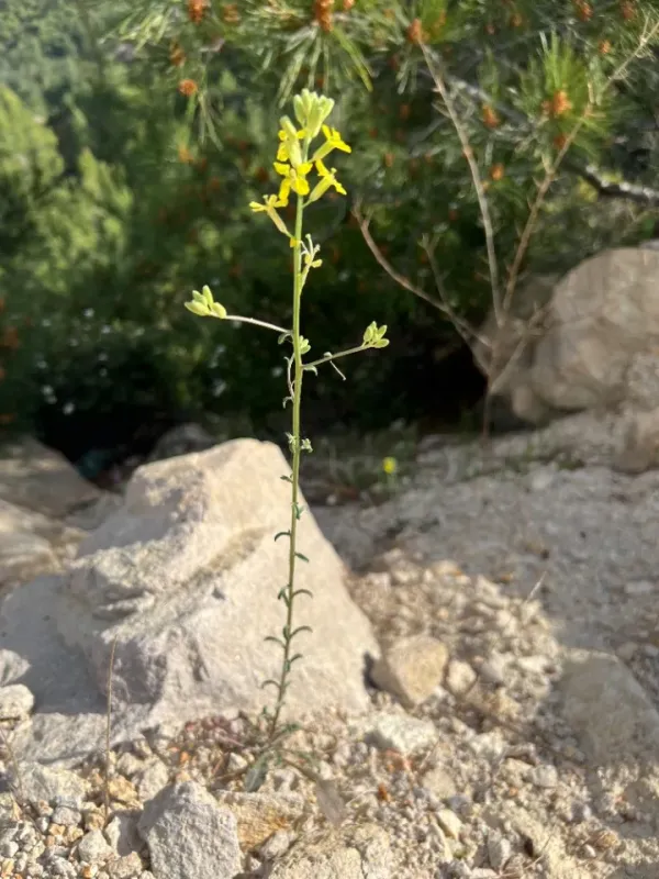 Smyrna wallflower