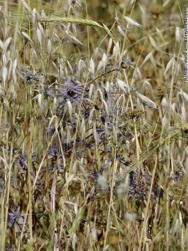 Eryngium billardierei