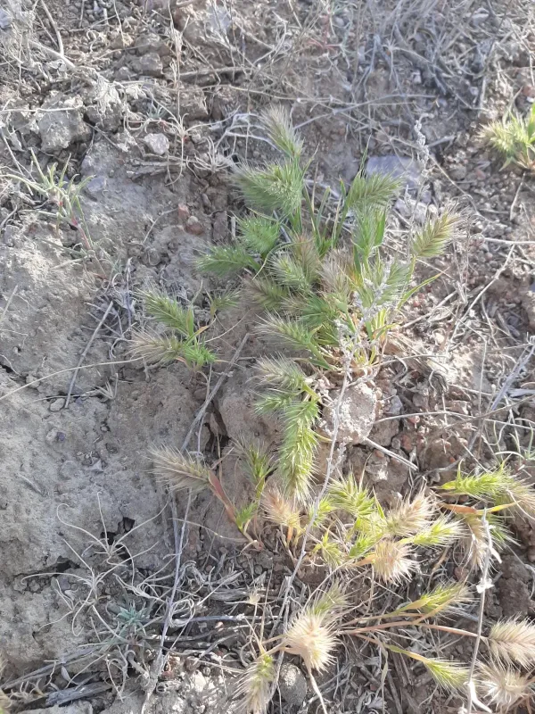 Distant desert grass